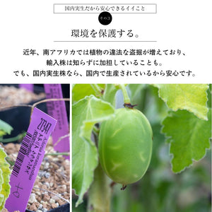 【休眠中】アデニア・ケラマンサス KK5001 3.5号 塊根植物 夏型