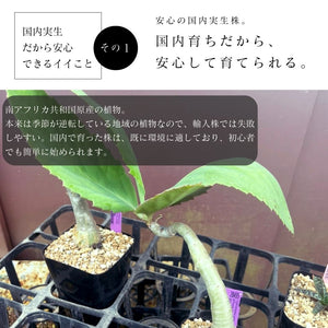 【休眠中】キフォステンマ ユッタエ ブドウ亀 EQ1066 3.5号 夏型コーデックス