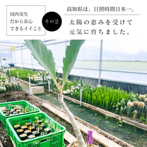 【休眠中】キフォステンマ ユッタエ ブドウ亀 EQ1066 3.5号 夏型コーデックス