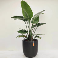 【一点物】オーガスタ 10号 沖縄の観葉植物 高さ 約150cm No.106