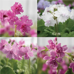 【期間限定:3/24まで】八重咲 桜草(サクラソウ)  10種セット