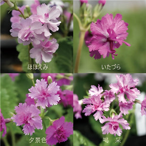 【期間限定:3/24まで】八重咲 桜草(サクラソウ)  10種セット