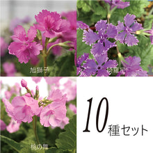 画像をギャラリービューアに読み込む, 【期間限定:3/24まで】八重咲 桜草(サクラソウ)  10種セット
