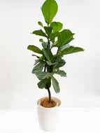 【一点物】カシワバゴム 7号 沖縄の観葉植物 高さ 約128cm No.111