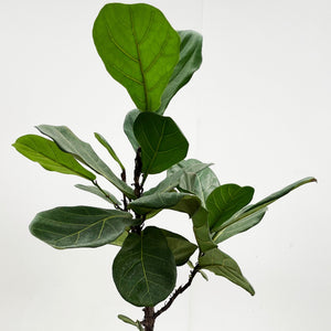 【一点物】カシワバゴム 7号 沖縄の観葉植物 高さ 約110cm No.12