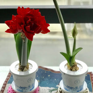 【販売期間：4月23日まで】八重咲 アマリリス アラベスク模様鉢 チェリーニンフ 赤 1鉢