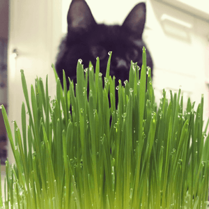 【ペットプラント】ペットが食べる草のタネ 1L詰 種子消毒(農薬)無し