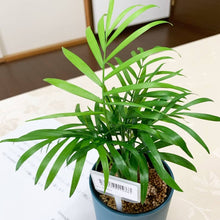 画像をギャラリービューアに読み込む, kaorimaru テーブルヤシ 2.5号 香り付き観葉植物
