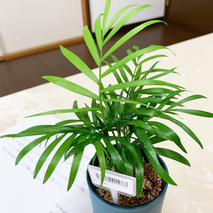 kaorimaru テーブルヤシ 2.5号 香り付き観葉植物