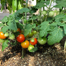 画像をギャラリービューアに読み込む, 支柱のいらないミニトマト栽培キット（ルーツポーチセット）
