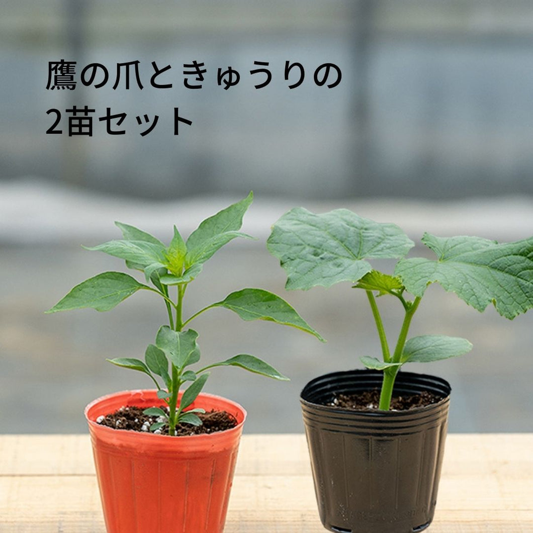 鷹の爪ときゅうりの2苗セット（ベランダで育てるおつまみ ）