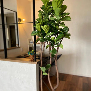 【一点物】カシワバゴム 7号 沖縄の観葉植物 高さ 約128cm No.111