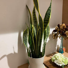 画像をギャラリービューアに読み込む, サンスベリア・ローレンティー(トラノオ)  4号 室内におすすめ おしゃれな観葉植物
