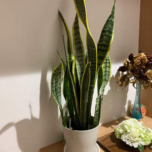 サンスベリア・ローレンティー(トラノオ)  4号 室内におすすめ おしゃれな観葉植物