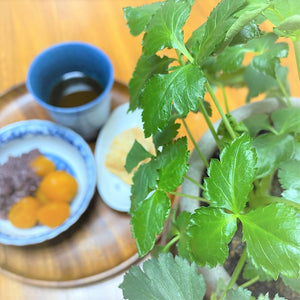 【料理に摘んで食べられる】 おうち和香草の苗セット（小ねぎ、青しそ、赤しそ）