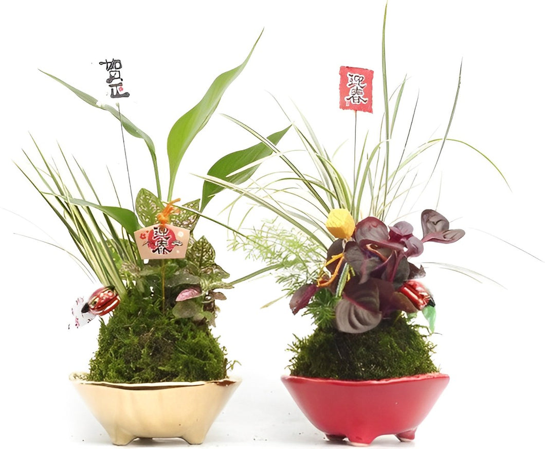 【予約商品：12/23発送】正月苔玉脚付き皿　金・赤　2鉢セット