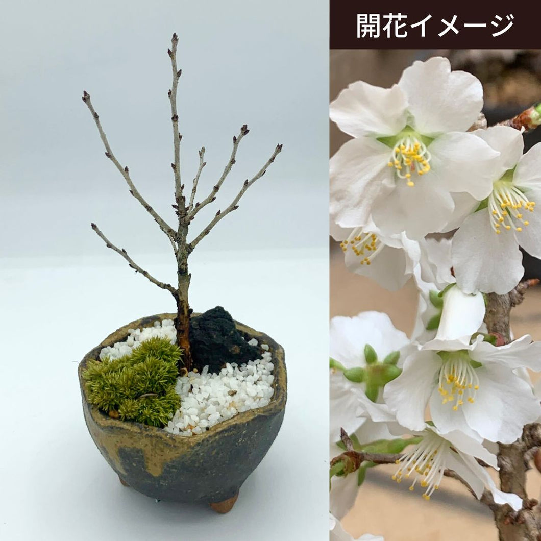 【一点物】ミニ盆栽 八房富士桜 （信楽焼鉢） 2.5号