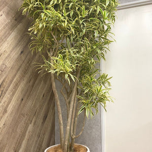 【一点物】ドラセナ・ソングオブインディア 10号 沖縄の観葉植物 高さ 約160cm No.26