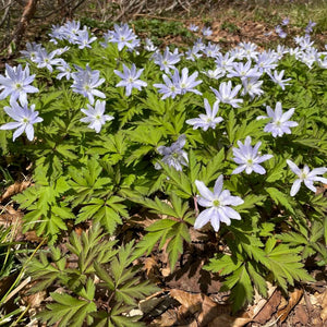 【予約商品：4/8発送】キクザキイチゲ(菊咲一華) 花苗 4ポットセット