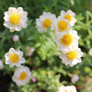 【予約商品：12/10以降発送】ヘリクリサム・ハナカンザシ(花かんざし) 花苗 3ポットセット
