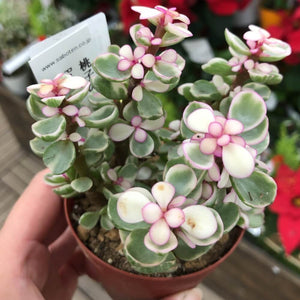 ポーチュラカリア・桃子の舞 4号 多肉植物 1鉢