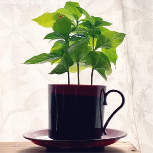 【予約商品：5/19以降発送】コーヒの木 コーヒーカップ入 3号 1鉢