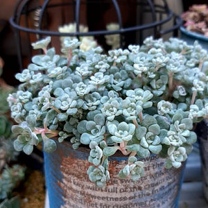【予約商品：4/22発送】白雪ミセバヤ 多肉植物 3ポットセット