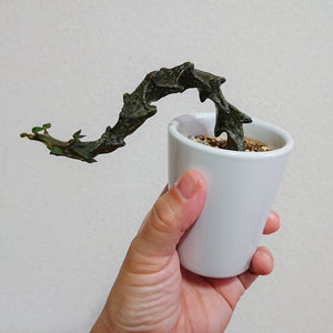 【予約商品：9/13発送】セロペギア・ボッセリ (多肉植物) 陶器鉢 1鉢