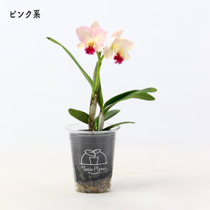 【土を使わない花】テーブルプランツ (Table Plants) ミニカトレア