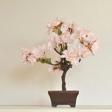 画像をギャラリービューアに読み込む, 桜のドライ盆栽® 「花見」盆栽鉢（茶）※桜の花はフェイクフラワーです
