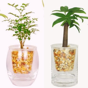 ハイドロカルチャー観葉植物 ゼオライト ガラス鉢 2鉢アソートセット
