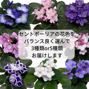 【室内花の女王】セントポーリア　バランス（おまかせ） 3鉢セット／5鉢セット 3.5号