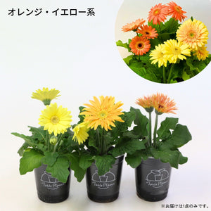 【土を使わない花】テーブルプランツ (Table Plants) ガーベラ