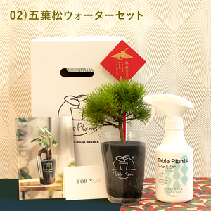 【敬老の日ギフト】土を使わない植物テーブルプランツ(Table Plants) 五葉松