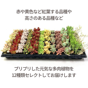 多肉植物 プラグ苗 1号 ケース売り 72個入セット【12品種保証】