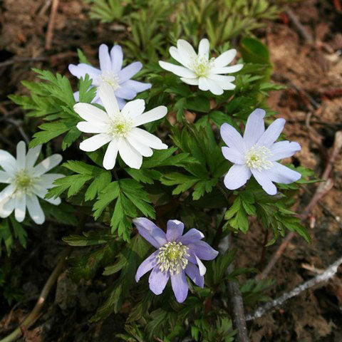 【予約商品：4/8発送】キクザキイチゲ(菊咲一華) 花苗 4ポットセット