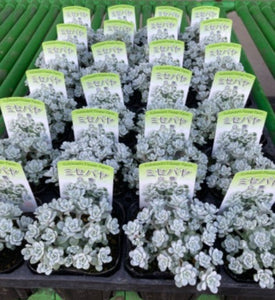 【予約商品：4/22発送】白雪ミセバヤ 多肉植物 3ポットセット