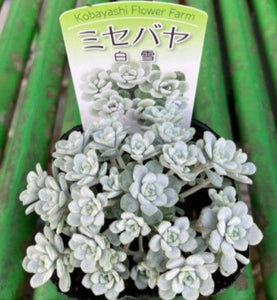 【予約商品：4/22発送】白雪ミセバヤ 多肉植物 3ポットセット