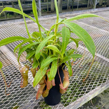 画像をギャラリービューアに読み込む, ウツボカズラ・アラータ(ネペンテス) 食虫植物 4号 1鉢
