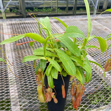 画像をギャラリービューアに読み込む, ウツボカズラ・アラータ(ネペンテス) 食虫植物 4号 1鉢

