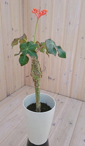 サンゴアブラギリ(珊瑚油桐) ヤトロウハ・ポタグリカ 塊根植物 1鉢