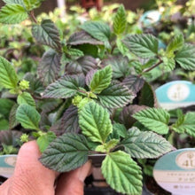 画像をギャラリービューアに読み込む, 【予約商品：9/22発送】メキシカンスイートハーブ ハーブ苗 3ポットセット
