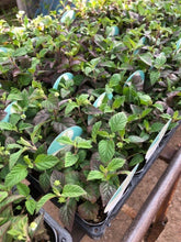 画像をギャラリービューアに読み込む, 【予約商品：9/22発送】メキシカンスイートハーブ ハーブ苗 3ポットセット
