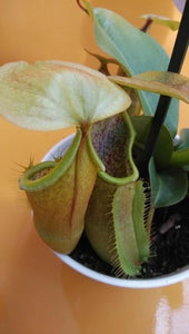 ウツボカズラ (ネペンテス) ルイーザ 食虫植物 6号 1鉢