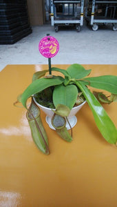 ウツボカズラ (ネペンテス) ルイーザ 食虫植物 6号 1鉢