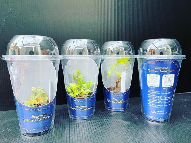 【予約商品：8/19発送】カップで育てる 原種ベゴニア 1鉢