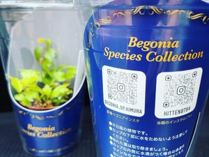 【予約商品：8/19発送】カップで育てる 原種ベゴニア 1鉢