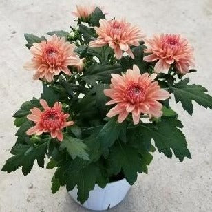 【予約商品：9/9発送】ダヴィンチマム(菊) 花苗 3ポットセット