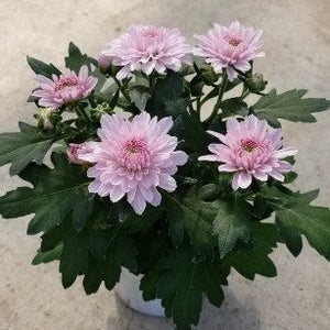 【予約商品：9/9発送】ダヴィンチマム(菊) 花苗 3ポットセット