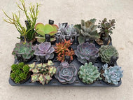 【予約商品：10/7以降発送】カラフル多肉植物 3.5号 ケース売り 15苗セット